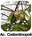 Acacia di Costantinopoli